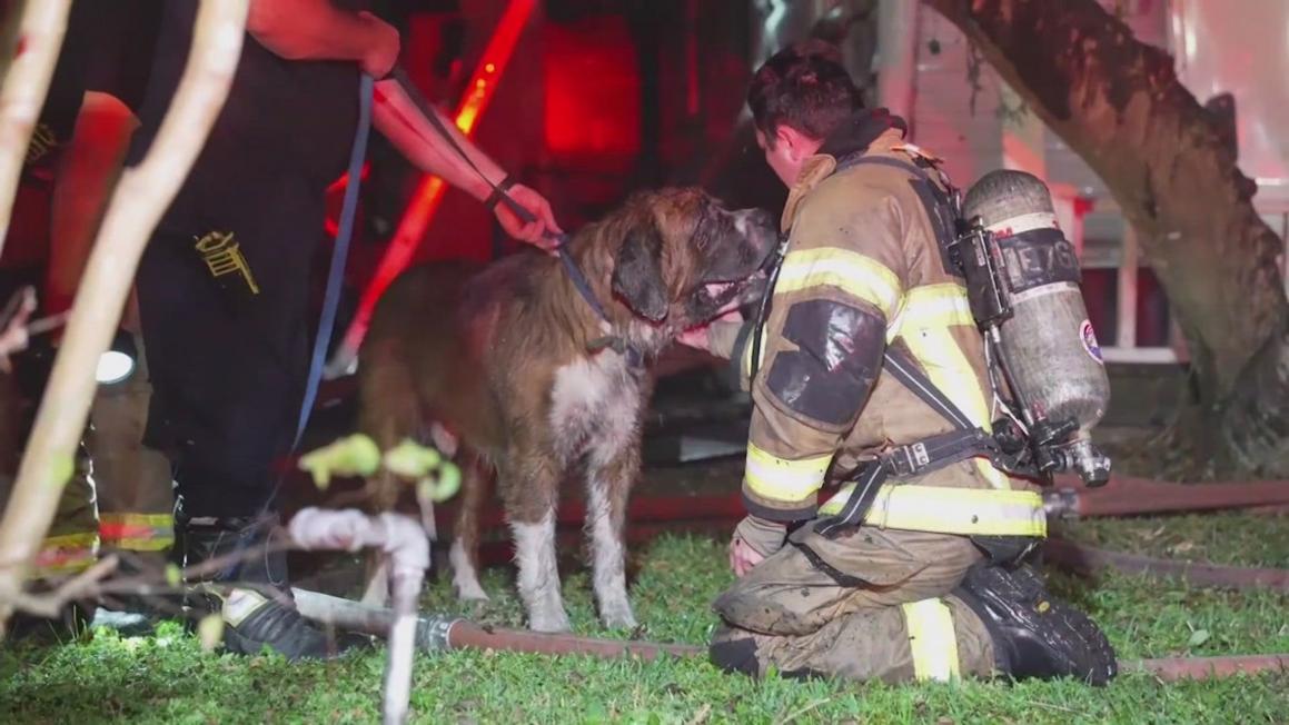 Cháy Nhà Lúc Nửa Đêm ở Houston, Cứu Được Chú Chó 1 b32ee98d b6f4 453b a3ba