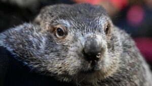 Khả năng dự đoán của Punxsutawney Phil trong Ngày Đất Nện 2026?