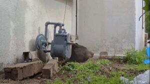 Gấu nặng 550 pound cuối cùng cũng chịu rời khỏi nhà sau nhiều nỗ lực