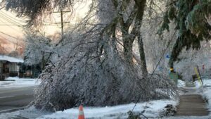 Cây Cối Có Thể Nổ Tung trong Bão Tuyết Mùa Đông?
