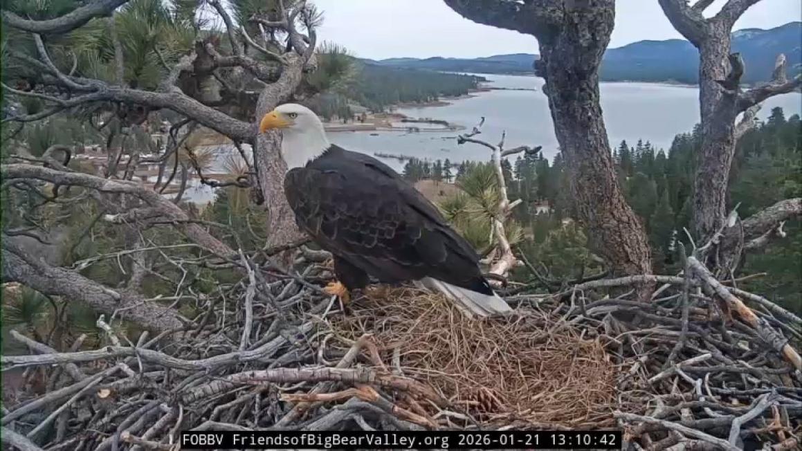 big bear eagles 12126