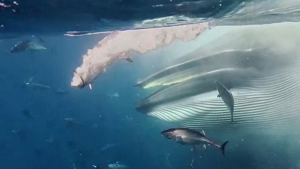 brydes whale and fish