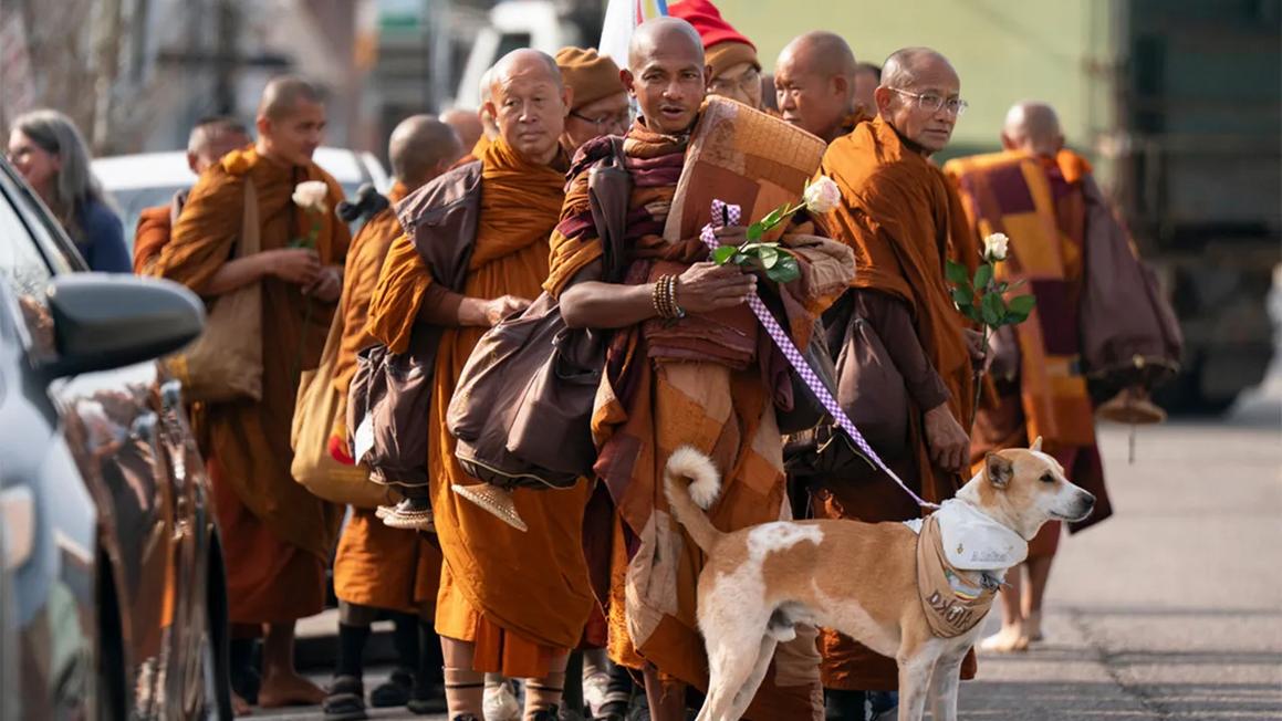 buddhist monks dog aloka