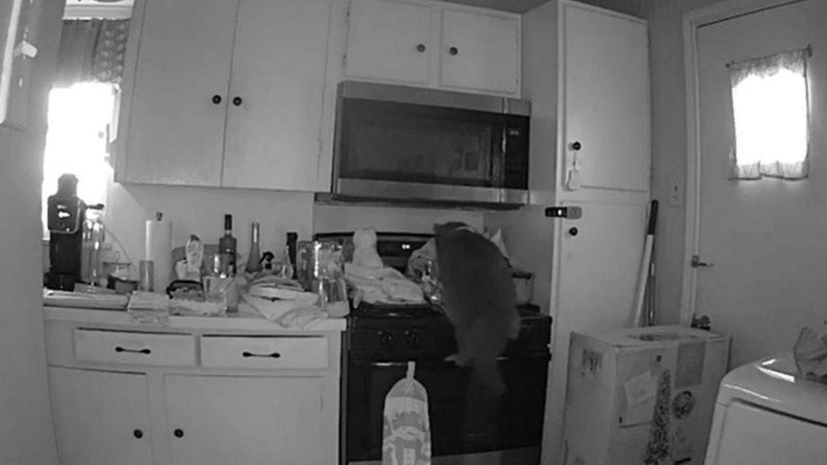 cat on stove