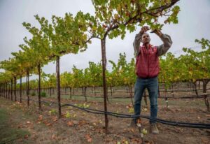 Nho lai California: Hội nghị về giống nho lai giúp người trồng nho ứng phó biến đổi khí hậu