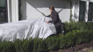 Cảnh báo thời tiết: Bảo vệ người, vật nuôi, đường ống và cây cối khi nhiệt độ xuống thấp