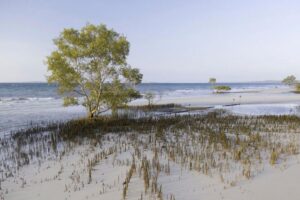 Du khách thiệt mạng ở Úc, xung quanh là chó Dingo