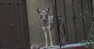 Mùa giao phối của chó sói bắt đầu, giới chức cảnh báo dân cư miền Nam California 35 Mùa giao phối của chó sói bắt đầu, giới chức cảnh báo dân cư miền Nam California