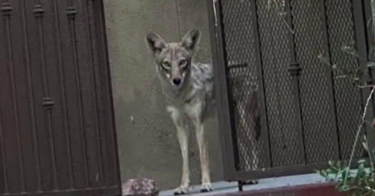 Mùa giao phối của chó sói bắt đầu, giới chức cảnh báo dân cư miền Nam California 1 coyote mating season