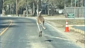 Lạc đà vượt rào ở Cleveland, Texas