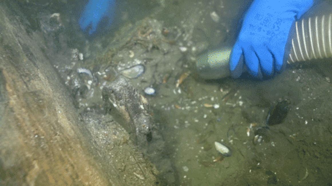 denmark worlds largest medieval cog ship found arhcaeology history discovery 1