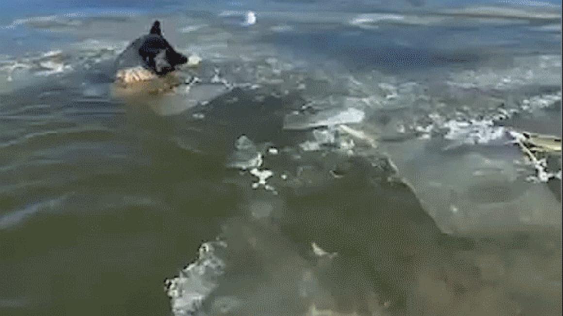 dog rescue gif final
