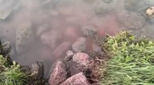 Hạt giống trực tuyến bị cáo buộc xả thải nước thải vào các tuyến đường thủy ở Houston 14 Hạt giống trực tuyến bị cáo buộc xả thải nước thải vào các tuyến đường thủy ở Houston