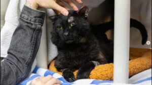 Nhân viên, tình nguyện viên Pasadena Humane nhớ lại nỗ lực cứu hộ thú cưng trong vụ cháy Eaton