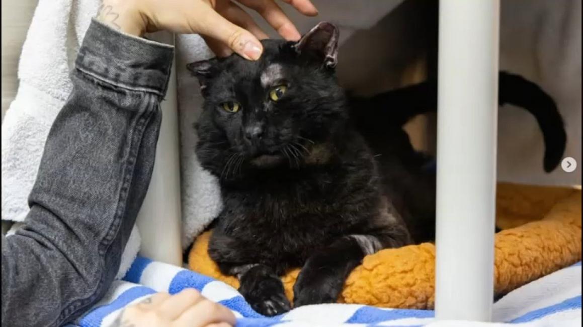 eaton fire cast pasadena humane