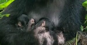 Cặp song sinh khỉ đột núi quý hiếm chào đời ở Congo