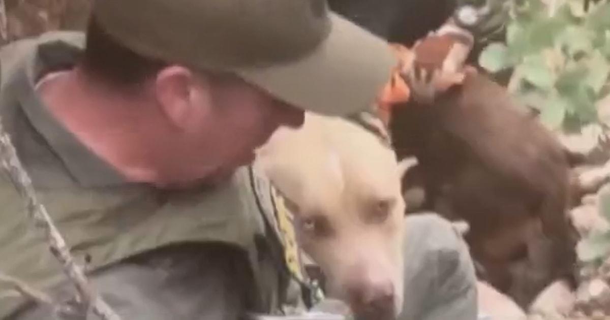 f vert brk dog rescue 260130.00 00 00 00.Still002 r3i6qj