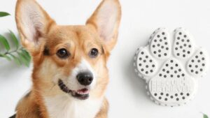 Vòng Cổ Thông Minh Phát Hiện Cháy Nhà Cho Chó Cưng 17 Vòng Cổ Thông Minh Phát Hiện Cháy Nhà Cho Chó Cưng