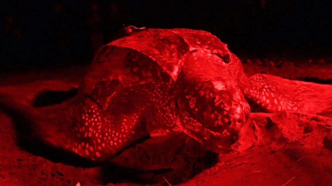 fl riptide leatherback turtle makes long journey discovery 1