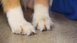 Chó dẫn đường tập dượt lên máy bay tại phi trường Van Nuys 20 Chó dẫn đường tập dượt lên máy bay tại phi trường Van Nuys