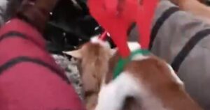 Cây thông Noel cũ được thu gom làm thức ăn cho dê