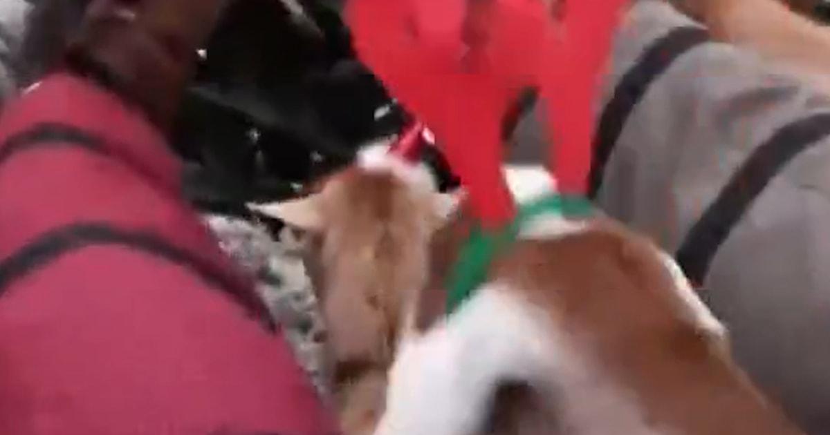 Cây thông Noel cũ được thu gom làm thức ăn cho dê 1 goat thumb jhn1ys