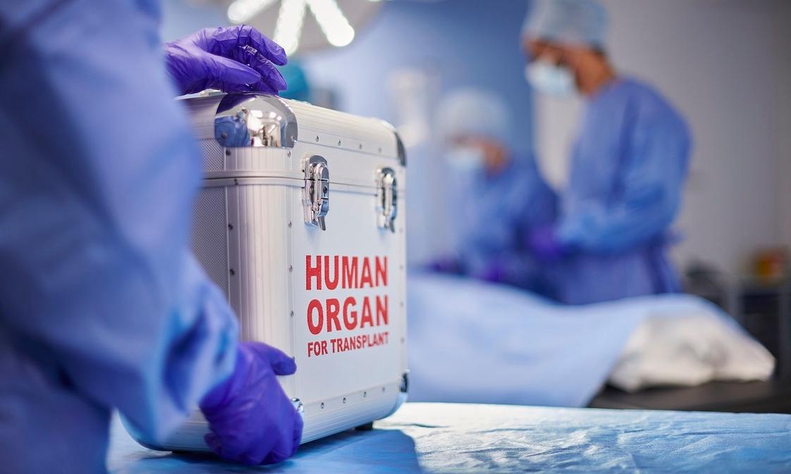 human organ for transplant