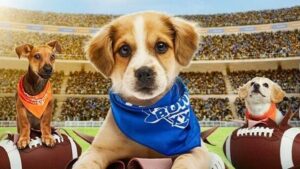Cách xem và truyền phát trực tiếp Puppy Bowl 2026 11 Cách xem và truyền phát trực tiếp Puppy Bowl 2026