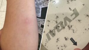 Dân cư El Segundo khốn khổ vì muỗi hoành hành, tìm đâu ra?