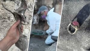 Người đàn ông ở Nam California giúp nạn nhân hỏa hoạn tìm lại kỷ vật 33 Người đàn ông ở Nam California giúp nạn nhân hỏa hoạn tìm lại kỷ vật