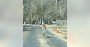 Cảnh sát Cleveland vây bắt kangaroo trốn thoát nhờ sự giúp đỡ của người dân