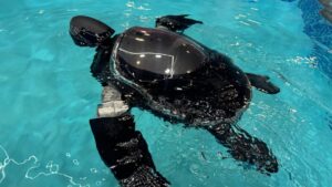 RoboTurtle: Chú Rùa Máy Bơi Lội và Sứ Mệnh Bảo Vệ Môi Trường 15 RoboTurtle: Chú Rùa Máy Bơi Lội và Sứ Mệnh Bảo Vệ Môi Trường