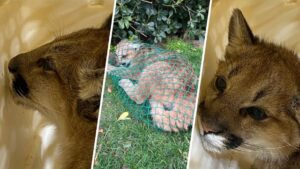 Sư tử núi con bị lạc ở Castaic, đang được chăm sóc và lên kế hoạch tái thả về tự nhiên