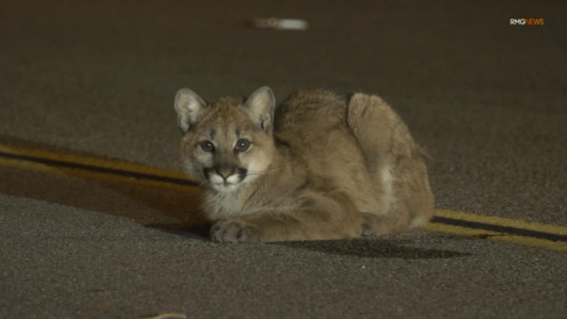 mountain lion cub castaic 2026 01 21 094330