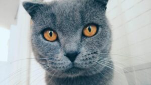 Google Photos giờ đây có thể tạo meme bằng AI với tính năng ‘Me Meme’