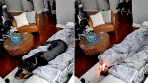 Chó cưng cứu chủ khỏi hỏa hoạn do găng tay sưởi gây ra