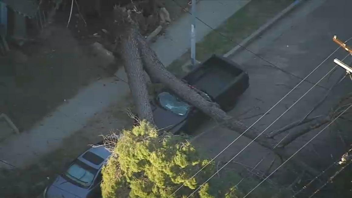 pacoima down tree 11226