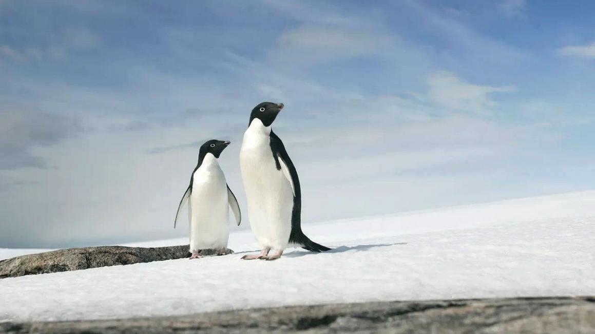 penguins looking right reuters
