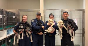 Cứu sống sáu chú chó con sau khi có thể bị phơi nhiễm fentanyl