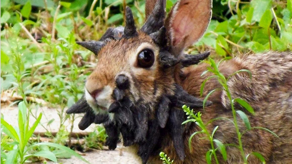 rabbit with warts
