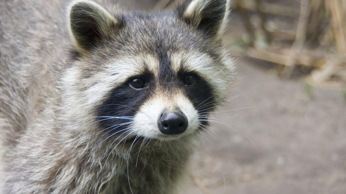 racoon shutterstock 52066636