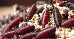 Sâu bọ ăn thịt có thể tiến gần Texas hơn 36 Sâu bọ ăn thịt có thể tiến gần Texas hơn