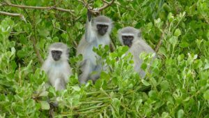 Vẫn còn khỉ hoang ở St. Louis, giới chức kêu gọi chấm dứt tìm kiếm 8 Vẫn còn khỉ hoang ở St. Louis, giới chức kêu gọi chấm dứt tìm kiếm