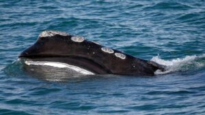 Cá voi quý hiếm có mùa sinh sản khả quan, nhưng vẫn đối mặt nguy cơ tuyệt chủng