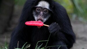 Vườn thú Rio de Janeiro làm mát cho thú bằng kem