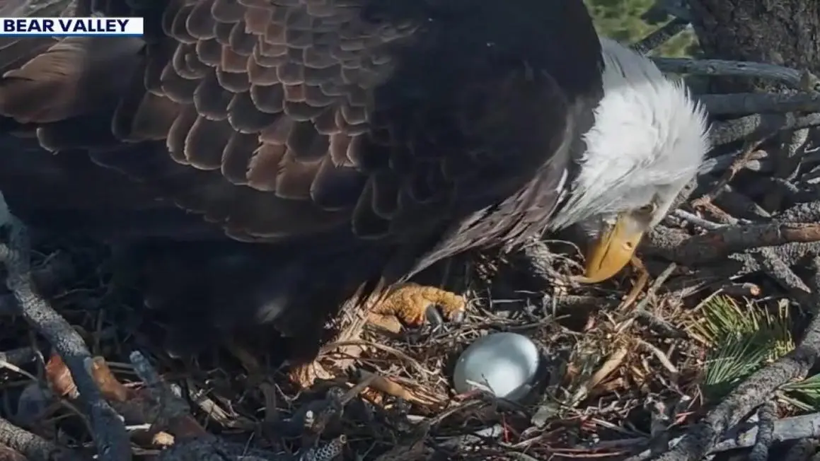 Đại bàng Jackie và Shadow chào đón quả trứng mới sau bi kịch