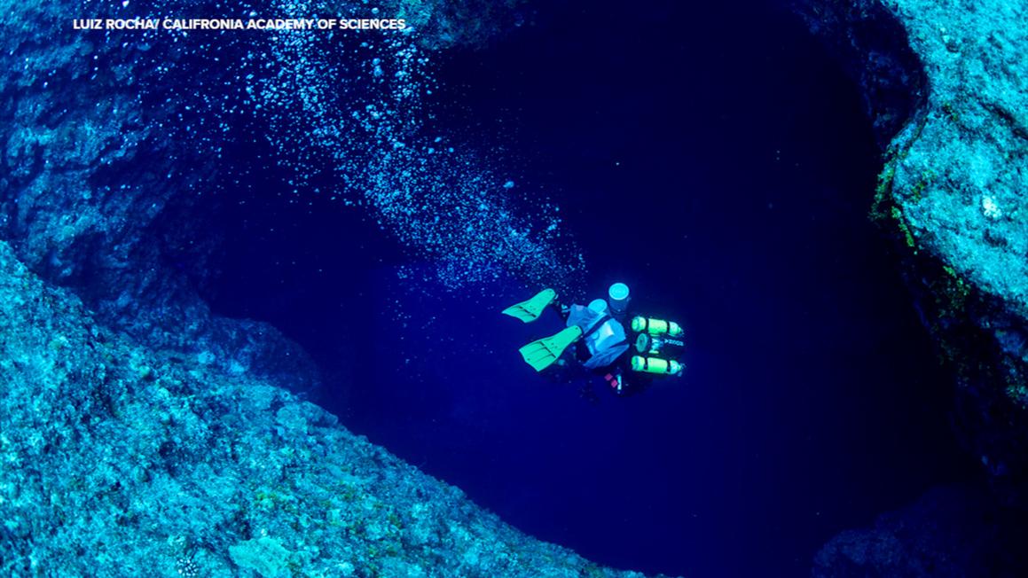 18502283 DIDIT001 WEB Deep Ocean