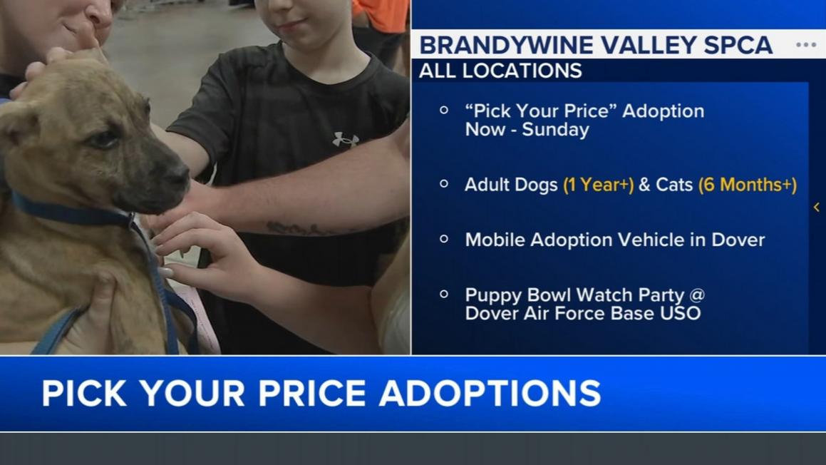 18533859 020326 wpvi brandywine valley spca pet adoptions 530am vid