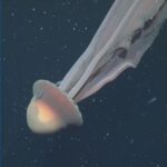 Nhà khoa học phát hiện sứa khổng lồ gần Argentina, kích thước bằng xe buýt