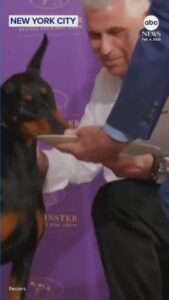 Chó Doberman Giành Giải Westminster, Ăn Mừng Bằng Bữa Ăn Đặc Biệt